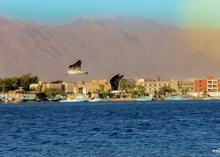 Otel Moses Bay El-Tor